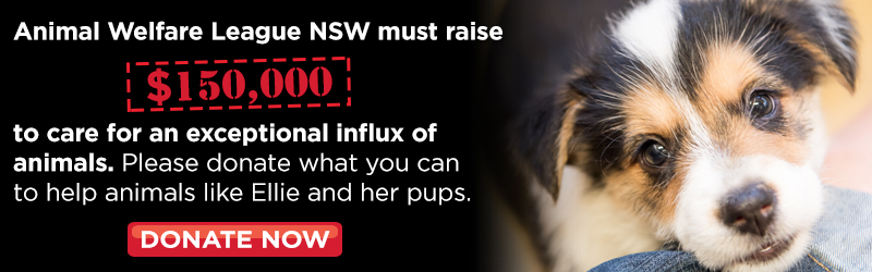 Help Ellie and others like her | Animal Welfare League NSW