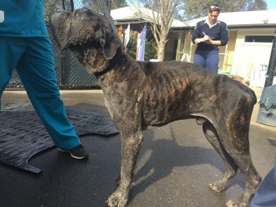 Nitro before with vet nurses