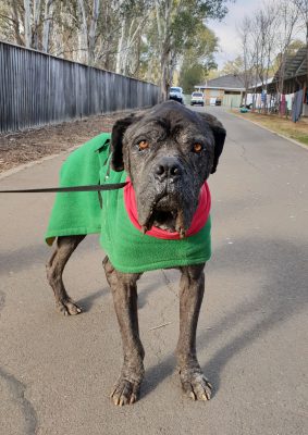 Old main nitro in his blanket