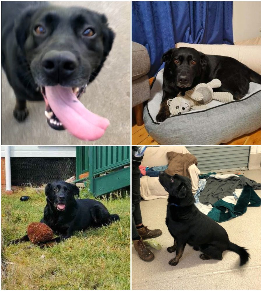 Collage of cute black dog playing with toys and resting on bed