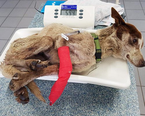 Injured Dog on a Weighing Scale