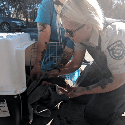 AWL NSW Inspector putting injured dog in a crate