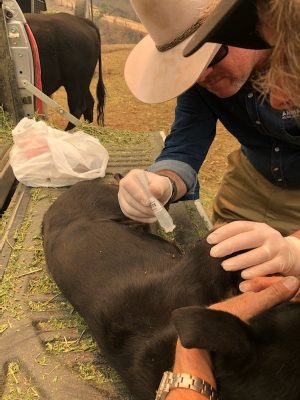 Treating an Injured Dog After a Bush Fire