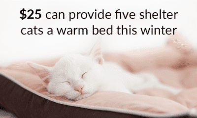 $25 can provide five shelter cats warm accommodation in winter