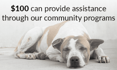 Dog image with community assistance text overlay