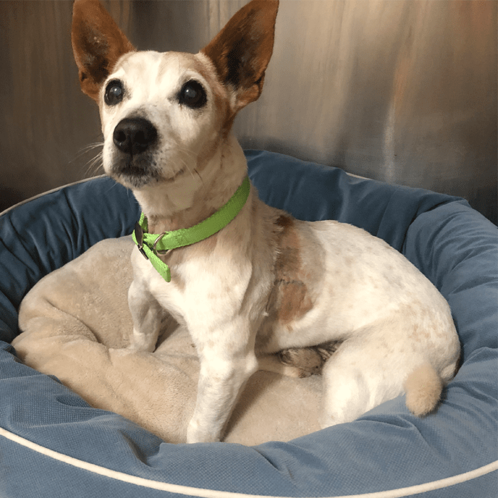 Tan and white jack russell with surgery scars