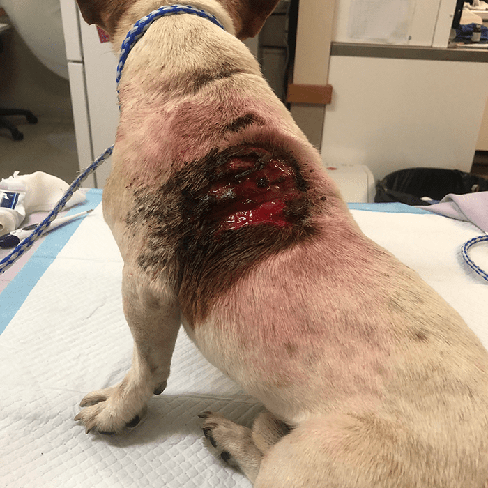 Dog with large wound on back