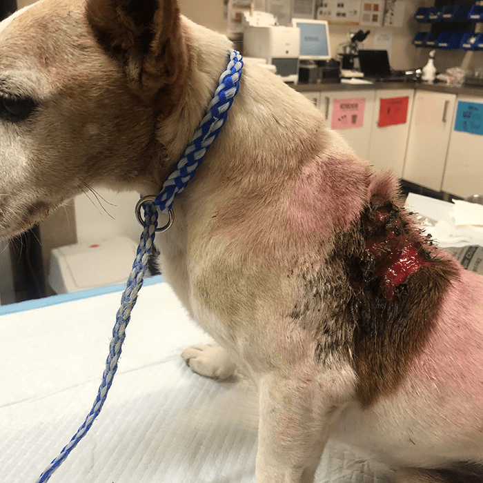 Large open wound on Jack russell
