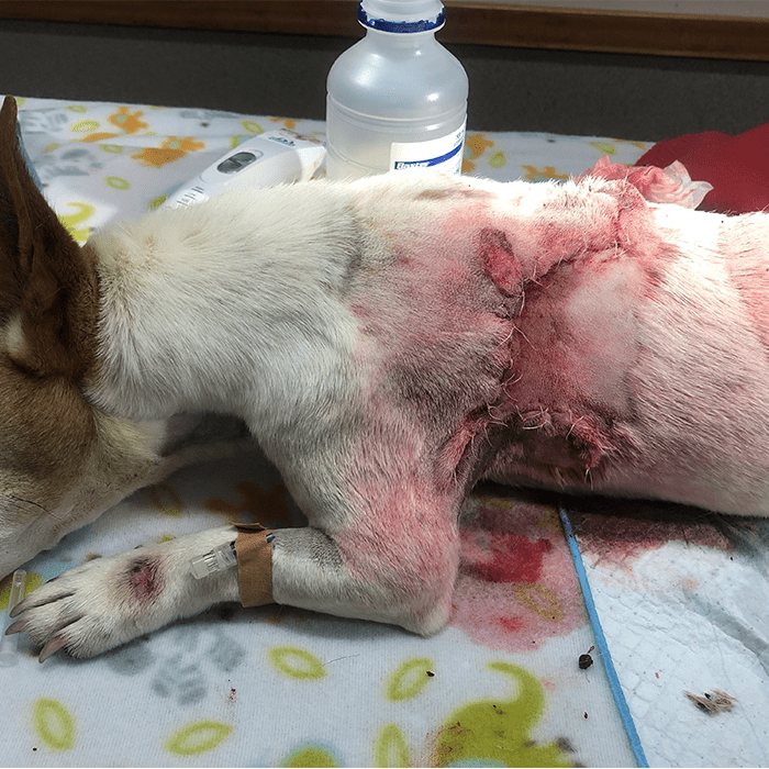 Dog healing after wound stitching
