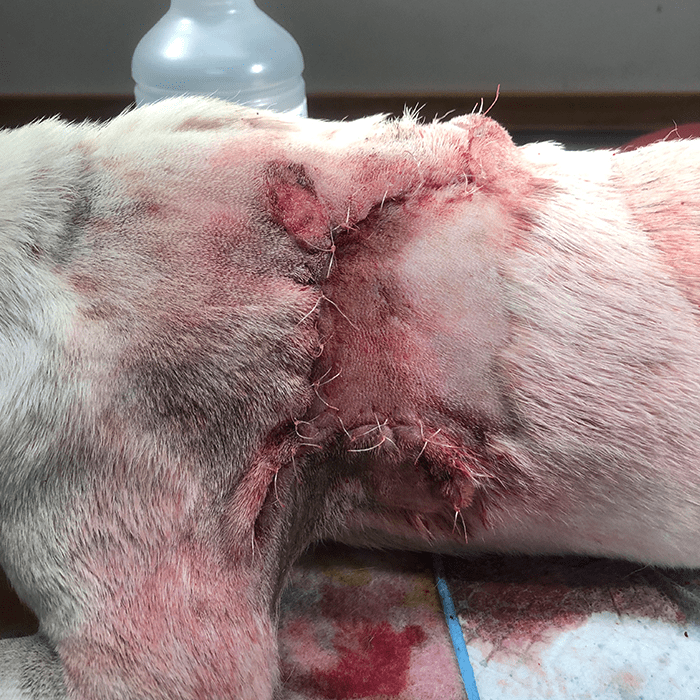 Close up of wound on dog