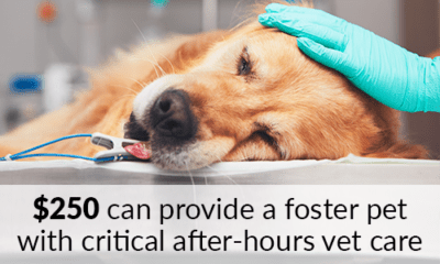 $250 can provide a foster pet with critical after-hours vet care
