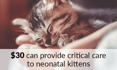 $30 can provide critical care to neonatal kittens