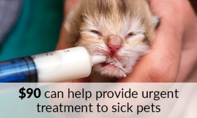 $90 can help provide urgent treatment to sick pets