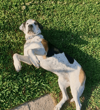 dog laying on back on lawn