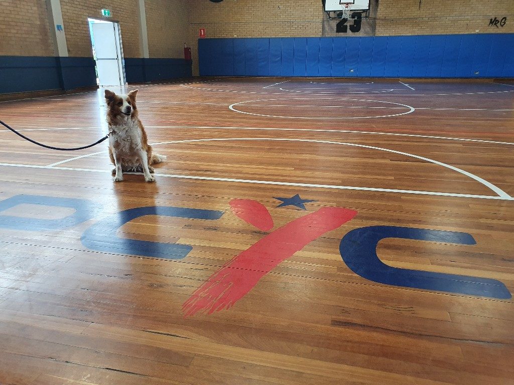 dog in sports hall