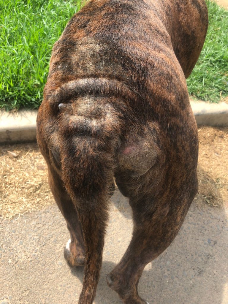 dog with mange and tail tumor
