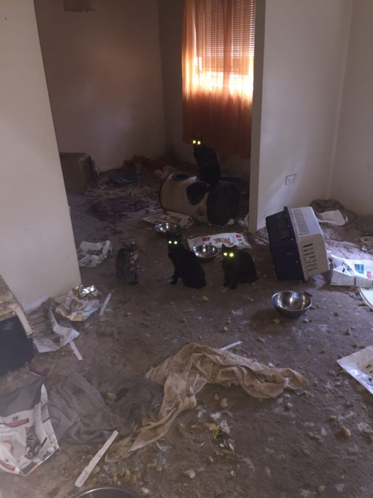 4 abused cats in filthy room