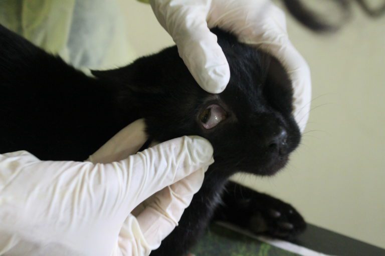 black cat eye being opened by vet