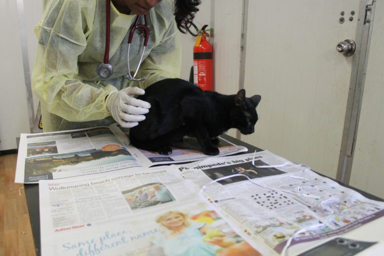 black cat at vet