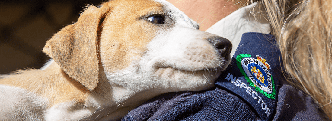 Animal Welfare Charity | Animal Welfare League NSW Animal Welfare Charity | Animal Welfare League NSW