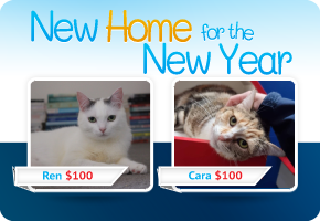 $100 Adoptions for Adult Cats