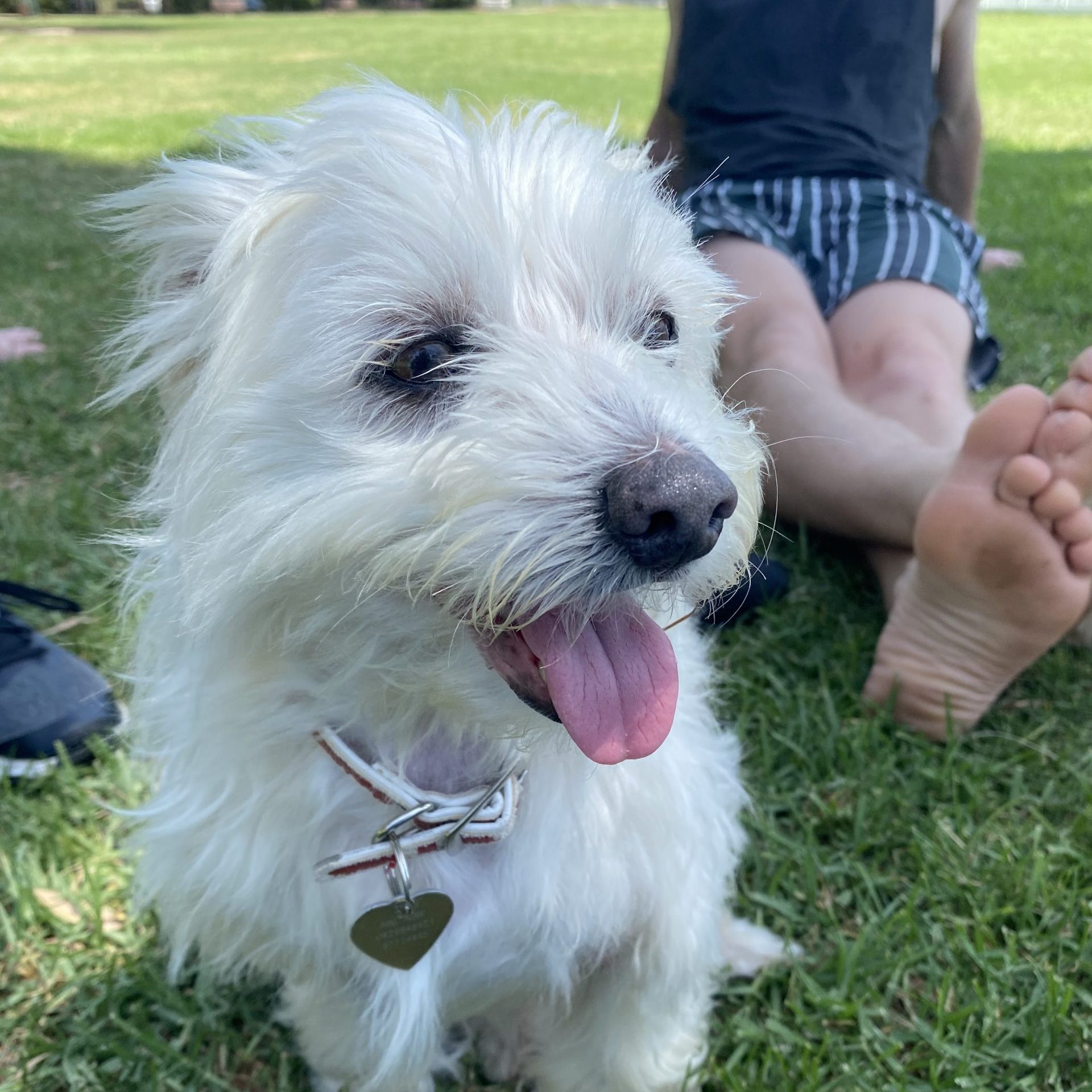 Animal Welfare Charity | Animal Welfare League NSW Animal Welfare Charity | Animal Welfare League NSW
