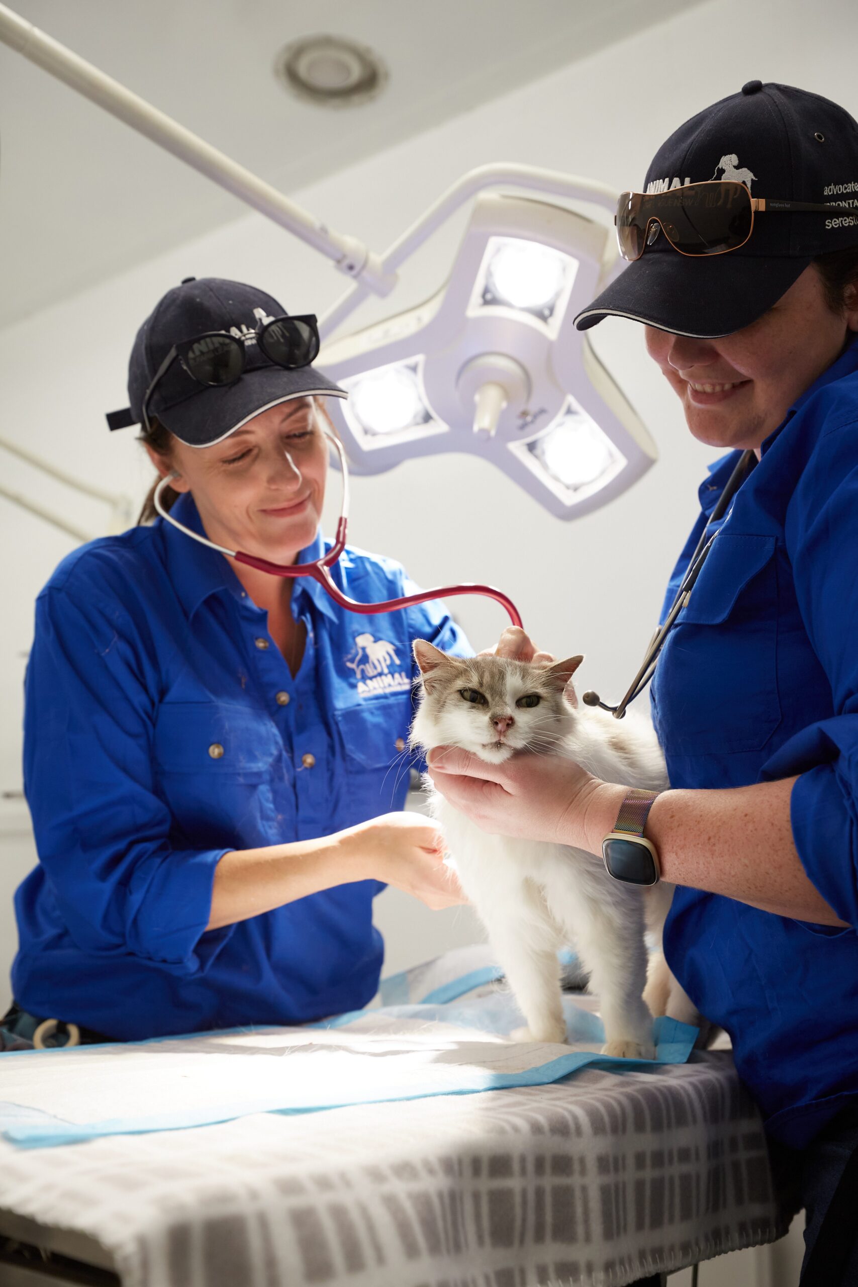 Two people examining a cat