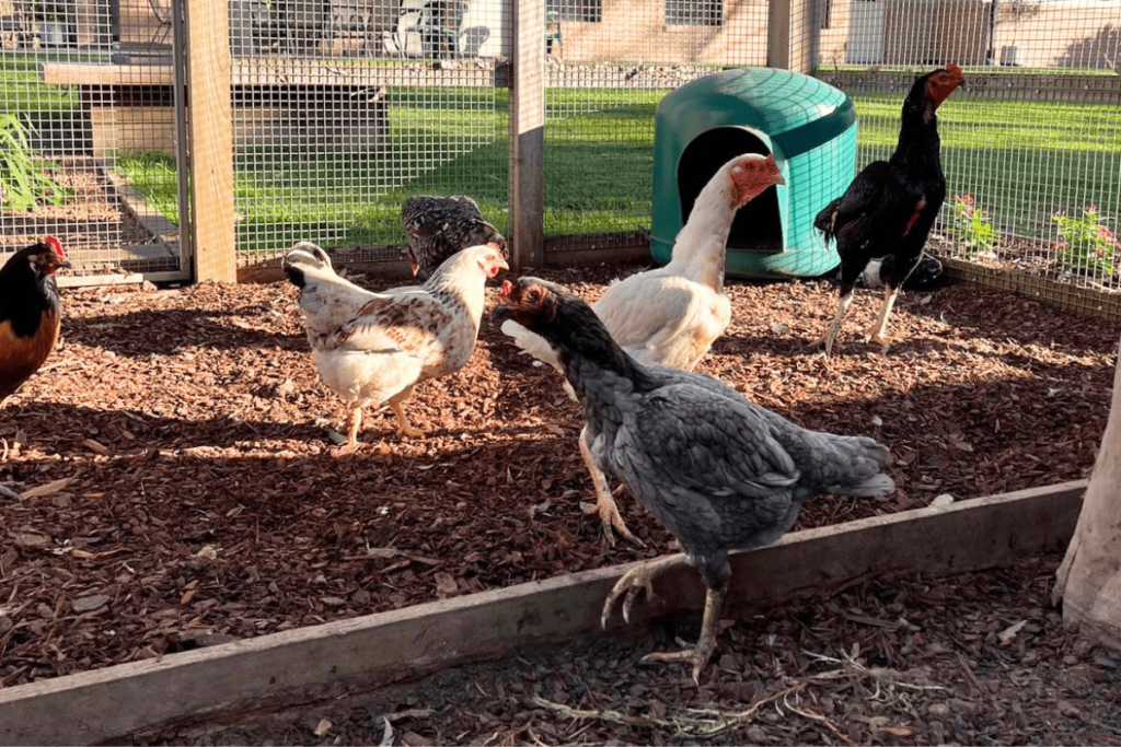 6 chickens in a hen house