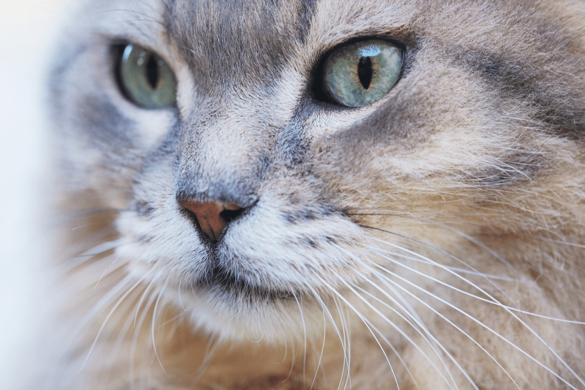 Keeping Cats Safe: Why Indoor Living Matters | Animal Welfare League NSW