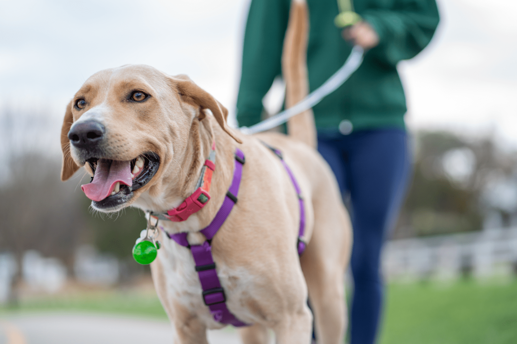 “Look at That!”: Helping Your Dog Feel Better Around Other Dogs