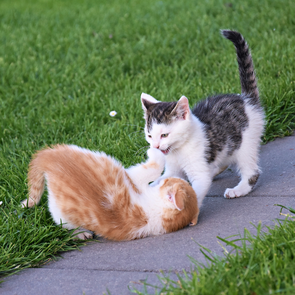 Understanding Managing Rough Play In Cats Animal Welfare League NSW Understanding Managing Rough Play In Cats Animal Welfare League NSW