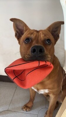 Red Dog