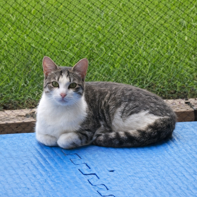 Pixie