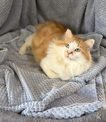 Nacho