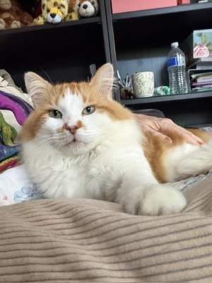 Nacho