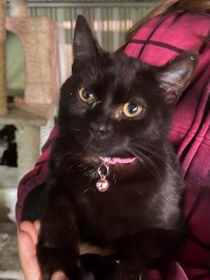 Hazel
