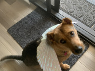 Hazel Photo