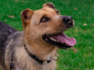 Hazel Photo