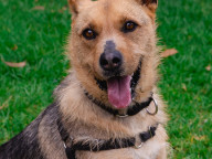 Hazel Photo