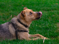 Hazel Photo