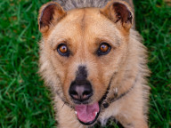 Hazel Photo