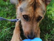Hazel Photo