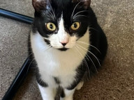 Simba Photo