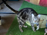 Tuppence Photo