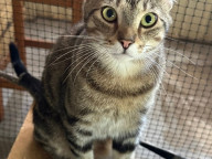 Tuppence Photo