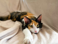 Taffeta Photo
