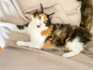 Taffeta Photo