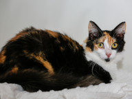 Taffeta Photo