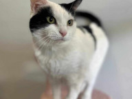 Willow Photo