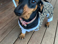 Cookie Photo